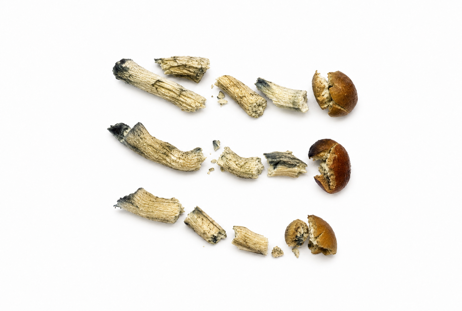 Premium Bottom Beauties shroom shake featuring three small dried mushrooms with thick stems and caramel-colored caps on a white background, ideal for chocolates and gummies.