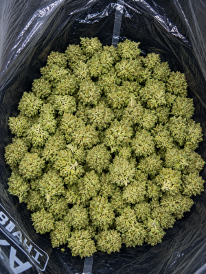 Death Bubba popcorn buds coated in sparkling crystal trichomes with deep green and purple hues