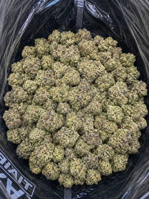 Grease Monkey popcorn buds featuring sticky crystal-covered flower with vibrant green tones and orange pistils.