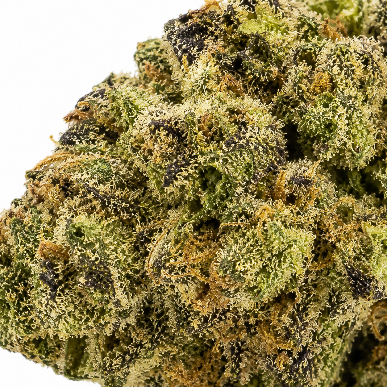 Close-up photograph of Grease Monkey smalls displaying frosty trichomes, fluffy green buds, and orange hairs.