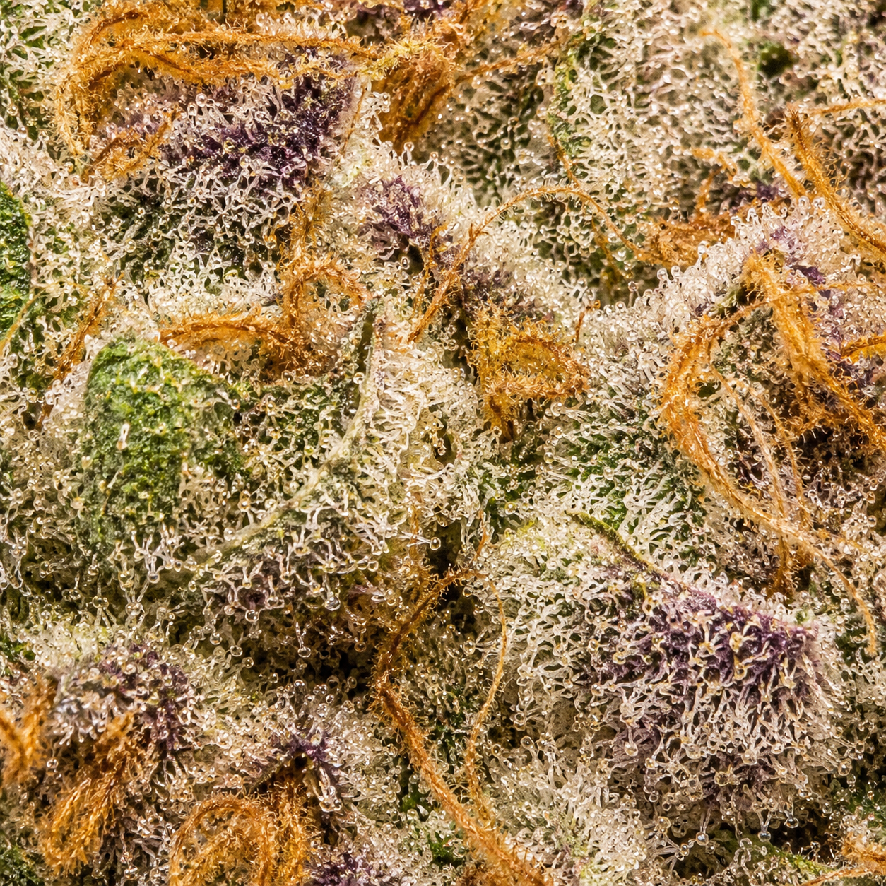 Close-up of Unicorn Poop hybrid cannabis flower featuring colourful purple hues, sticky resin, and crystal-coated buds.