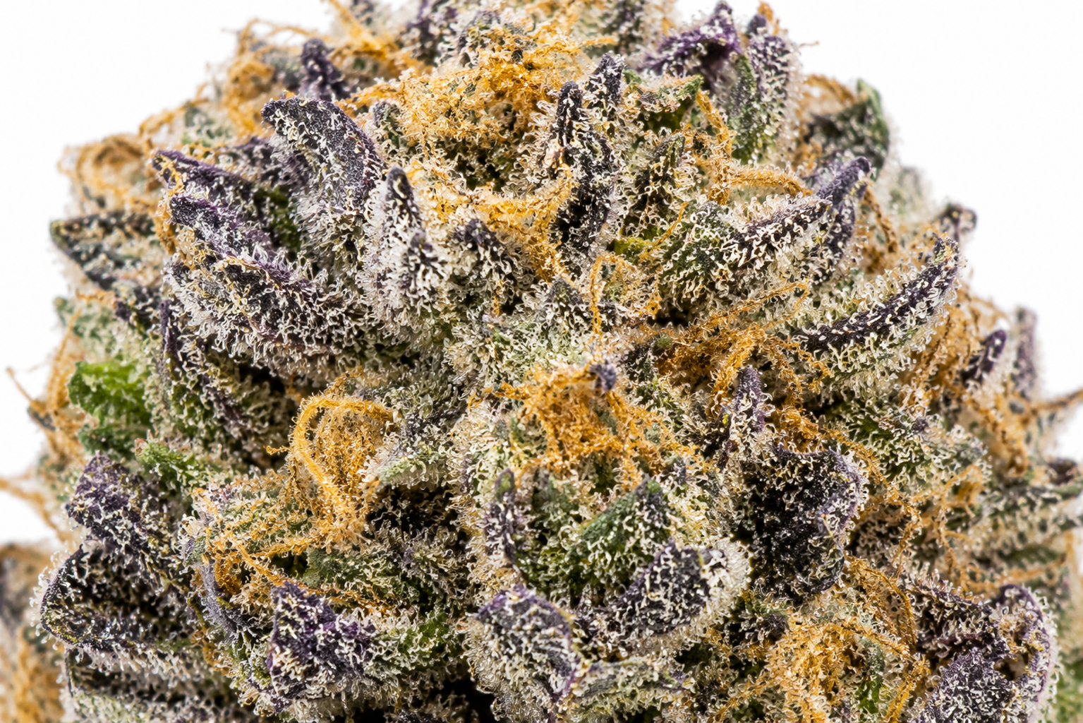 Ultra-macro close-up of a Lemon Sherbet cannabis bud featuring dense crystal trichomes, vibrant purple leaves, bright orange pistils, and frosty resin coverage on a white background.