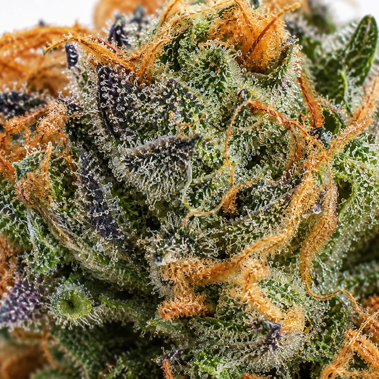 Mataro Blue cannabis flower featuring four dense, frosty buds with forest green colouring, vibrant orange pistils, and subtle blue undertones on a clean white background