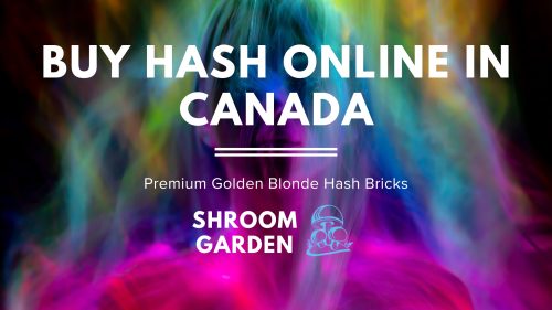 Buy Hash Online in Canada: A Premium Guide to Shroom Garden’s Golden Blonde Hash Bricks