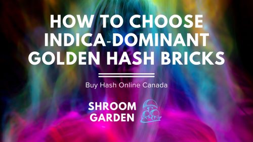 Discover Shroom Garden’s 7 indica‑dominant golden hash bricks—from Butter Blonde to Super Boof. Learn how to choose blonde hash in Canada and buy hash online with confidence.