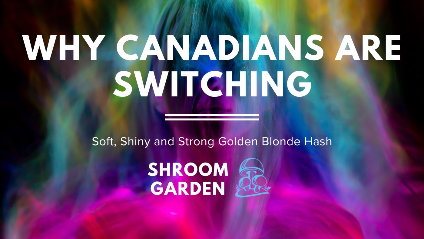 Soft, Shiny and Strong: Why Canadians Are Switching From Black Hash to Golden Blonde Hash Online