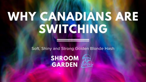 Soft, Shiny and Strong: Why Canadians Are Switching From Black Hash to Golden Blonde Hash Online