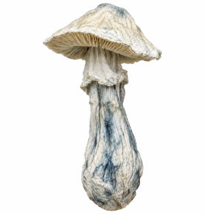 Single Albino Penis Envy (APE) mushroom isolated on a clean white background, featuring a long pale stem with blue bruising and a broad mature cap with dark, prominent gills.