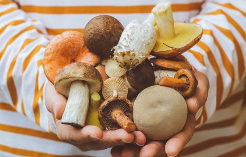 Enso Botanicals Microdose Blends Frequently Asked Questions (FAQs)