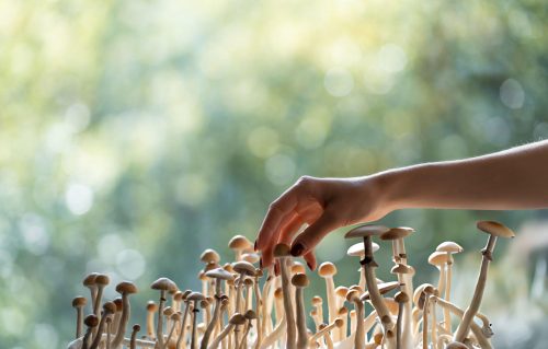 A selection of dried psilocybin mushroom strains, including Golden Teachers and Blue Meanie, sold by a magic mushroom store shipping across Toronto, Vancouver, and Montreal.