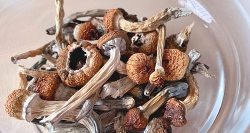 Mushroom Microdosing Frequently Asked Questions (FAQs)